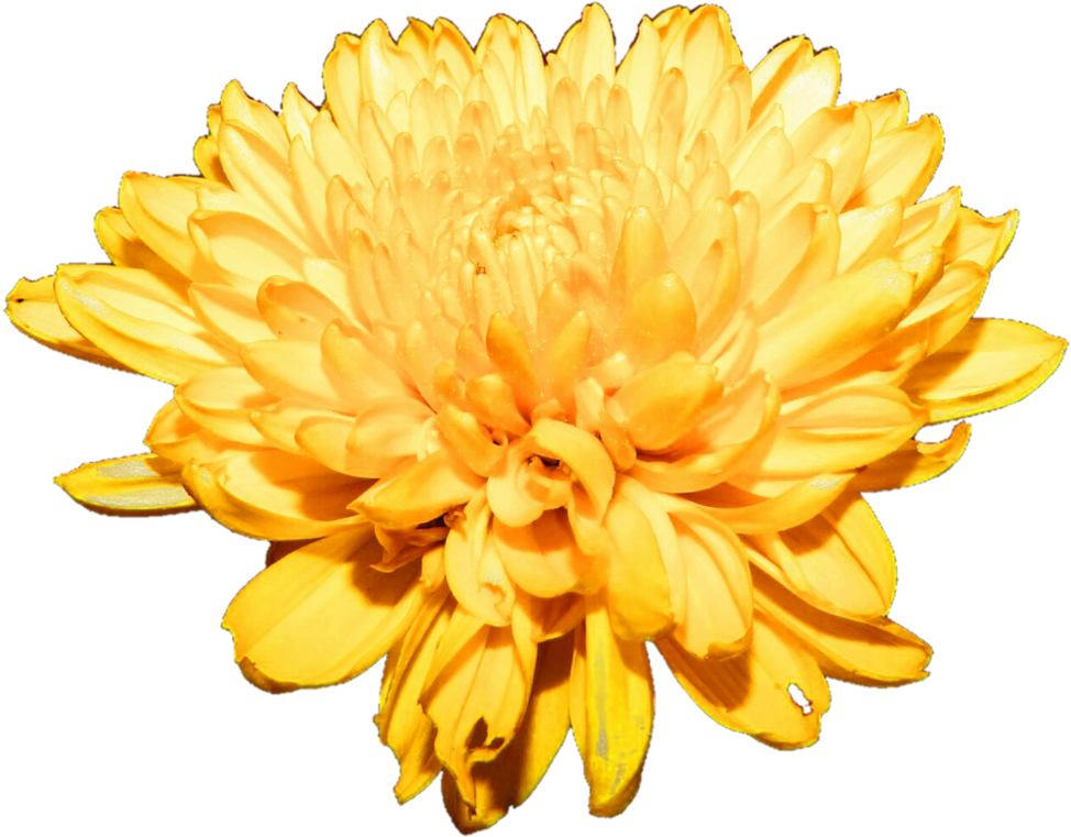 Chrysanthème, art floral