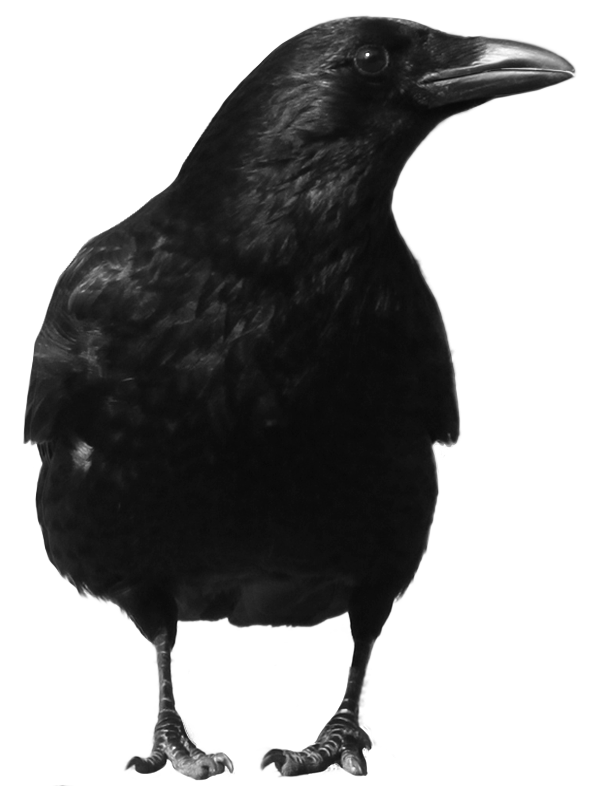 Corbeau noir