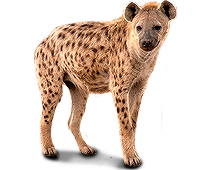 Hyène