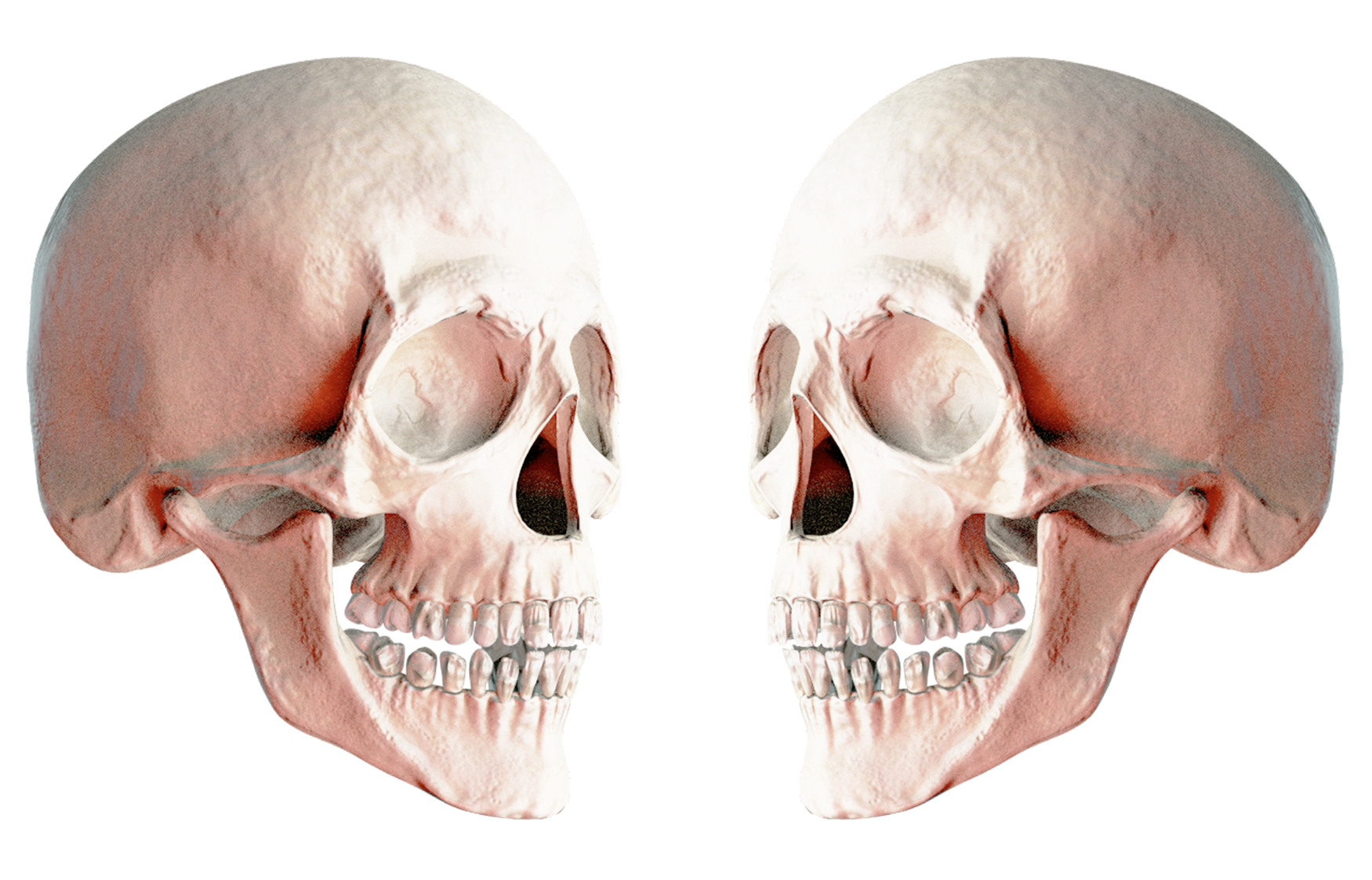 Crâne